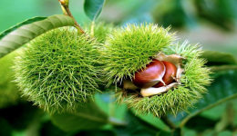 多人不慎被板栗刺扎伤眼 专家紧急提醒：采摘板栗切记做好眼部防护