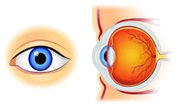 眼底一张照，眼底病早知道